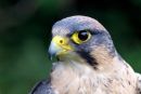 Lanner Falcon Falco biarmicus